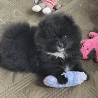 Misty, a female Pomeranian for sale in Ethelsville, AL – 1 of 9