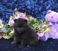 Prince , a male Pomeranian for sale in Ethelsville, AL – 6 of 9