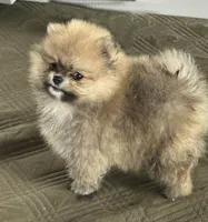 Little Teddy, a male Pomeranian for sale in Ethelsville, AL – 2 of 10