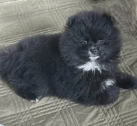 Misty, a female Pomeranian for sale in Ethelsville, AL – 2 of 9