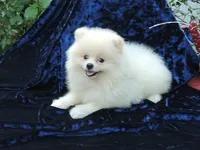 Teddy, a male Pomeranian for sale in Ethelsville, AL – 5 of 9