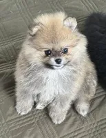 Little Teddy, a male Pomeranian for sale in Ethelsville, AL – 8 of 10