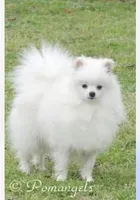 Teddy, a male Pomeranian for sale in Ethelsville, AL – 8 of 9