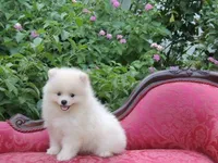 Teddy, a male Pomeranian for sale in Ethelsville, AL – 4 of 9