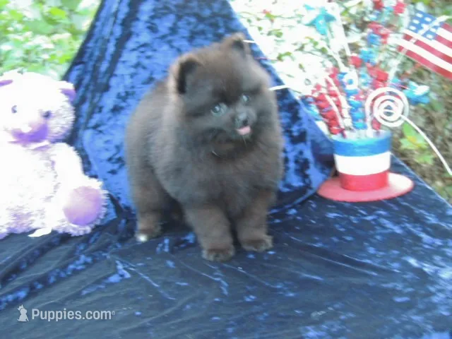 Prince  – Pomeranian puppy for sale in Ethelsville, AL