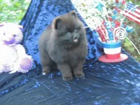 Prince , a male Pomeranian for sale in Ethelsville, AL – 1 of 9