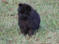Prince , a male Pomeranian for sale in Ethelsville, AL – 2 of 9