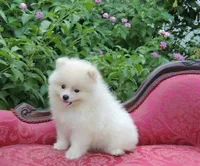 Teddy, a male Pomeranian for sale in Ethelsville, AL – 3 of 9