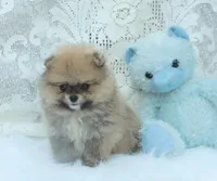 Little Teddy, a male Pomeranian for sale in Ethelsville, AL – 6 of 10