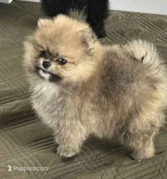 Little Teddy – Pomeranian puppy for sale in Ethelsville, AL