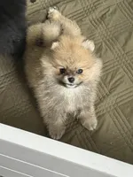 Little Teddy, a male Pomeranian for sale in Ethelsville, AL – 5 of 10