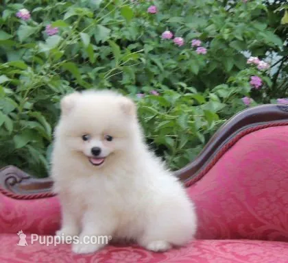 Teddy – Pomeranian puppy for sale in Ethelsville, AL
