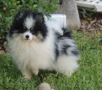 Misty, a female Pomeranian for sale in Ethelsville, AL – 7 of 9