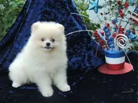 Teddy, a male Pomeranian for sale in Ethelsville, AL – 2 of 9