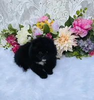 Misty, a female Pomeranian for sale in Ethelsville, AL – 5 of 9