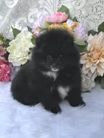 Misty, a female Pomeranian for sale in Ethelsville, AL – 3 of 9