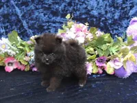 Prince , a male Pomeranian for sale in Ethelsville, AL – 5 of 9