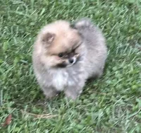 Little Teddy, a male Pomeranian for sale in Ethelsville, AL – 9 of 10