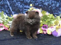 Prince , a male Pomeranian for sale in Ethelsville, AL – 7 of 9