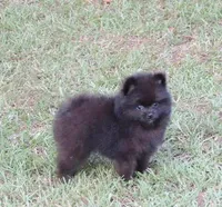 Prince , a male Pomeranian for sale in Ethelsville, AL – 3 of 9
