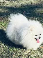 Misty, a female Pomeranian for sale in Ethelsville, AL – 9 of 9