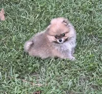 Little Teddy, a male Pomeranian for sale in Ethelsville, AL – 4 of 10