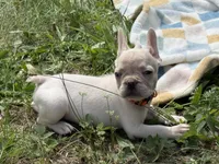 Armani🚨 SATURDAY FLASH SALE – $1,500 CASH TODAY 🚨, a male French Bulldog for sale in Milwaukee, WI – 3 of 4