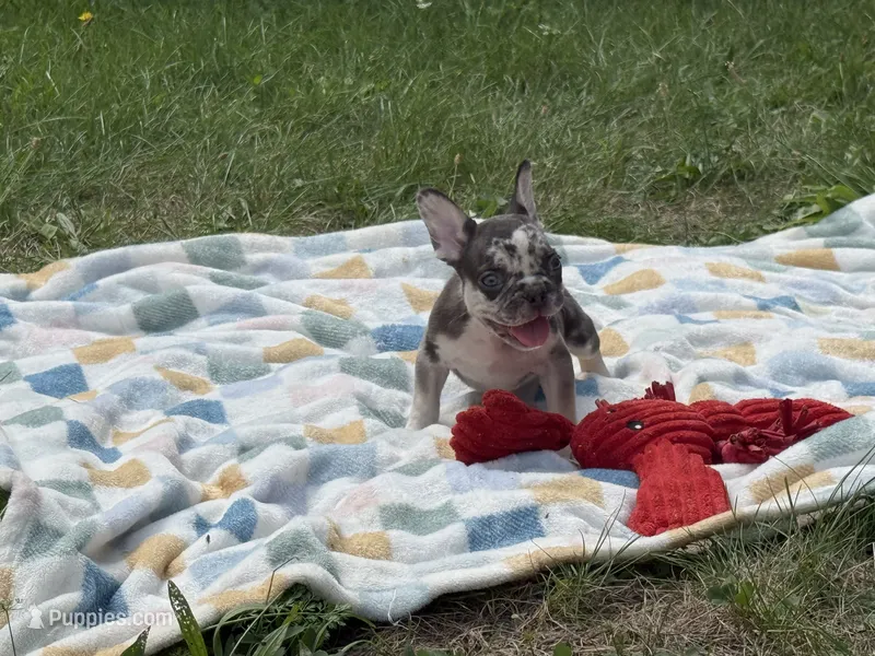 Versace – French Bulldog puppy for sale in Milwaukee, WI