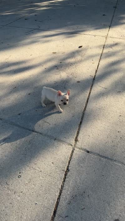 Gucci, a male French Bulldog for sale in Milwaukee, WI – 3 of 3