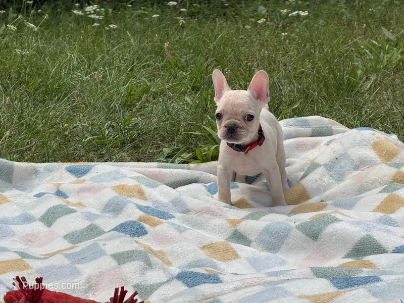 Tiffany – French Bulldog puppy for sale in Milwaukee, WI