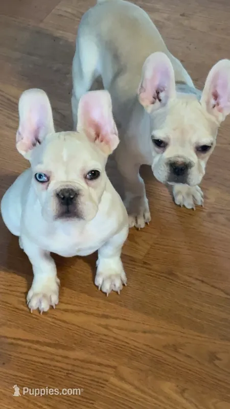 Armani (fluffy carrier) – French Bulldog puppy for sale in Milwaukee, WI