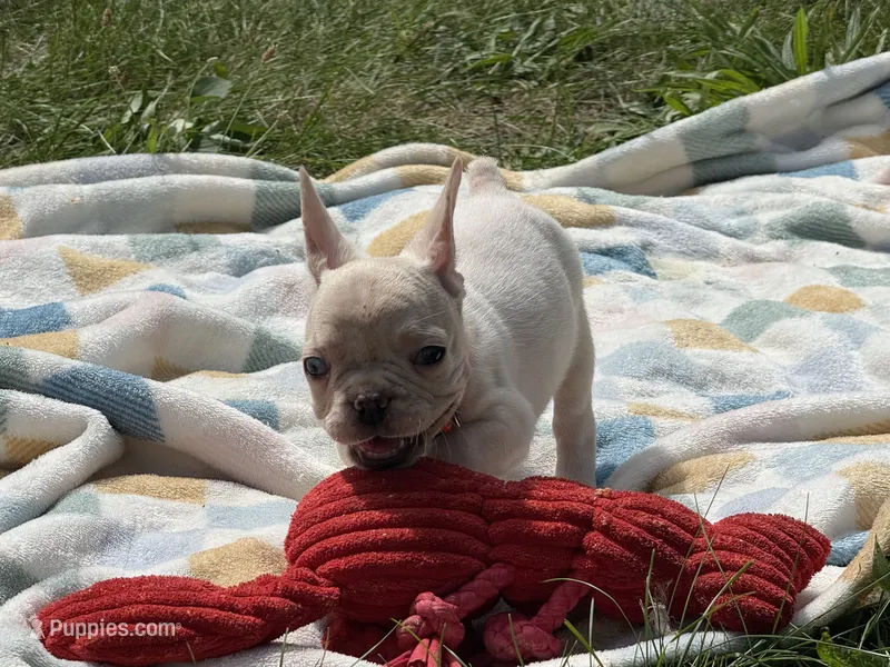 Armani🚨 SATURDAY FLASH SALE – $1,500 CASH TODAY 🚨 – French Bulldog puppy for sale in Milwaukee, WI