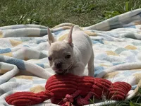 Armani🚨 SATURDAY FLASH SALE – $1,500 CASH TODAY 🚨, a male French Bulldog for sale in Milwaukee, WI – 1 of 4