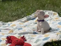 Dior, a female French Bulldog for sale in Milwaukee, WI – 4 of 5