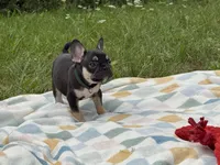 Prada, a female French Bulldog for sale in Milwaukee, WI – 2 of 4