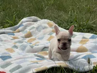 Tiffany, a female French Bulldog for sale in Milwaukee, WI – 5 of 5