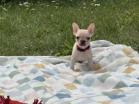 Tiffany, a female French Bulldog for sale in Milwaukee, WI – 4 of 5