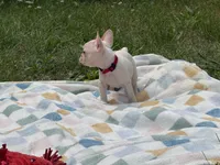 Tiffany, a female French Bulldog for sale in Milwaukee, WI – 3 of 5