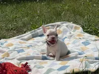 Dior, a female French Bulldog for sale in Milwaukee, WI – 3 of 5