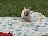 Tiffany, a female French Bulldog for sale in Milwaukee, WI – 2 of 5