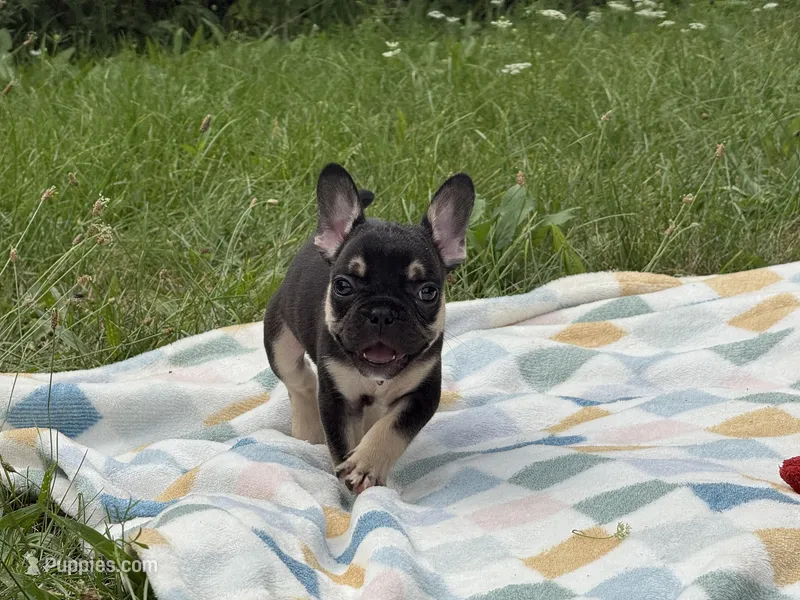 Prada – French Bulldog puppy for sale in Milwaukee, WI