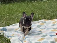 Prada, a female French Bulldog for sale in Milwaukee, WI – 1 of 4