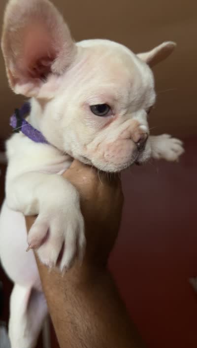 Dior (fluffy carrier), a female French Bulldog for sale in Milwaukee, WI – 6 of 6