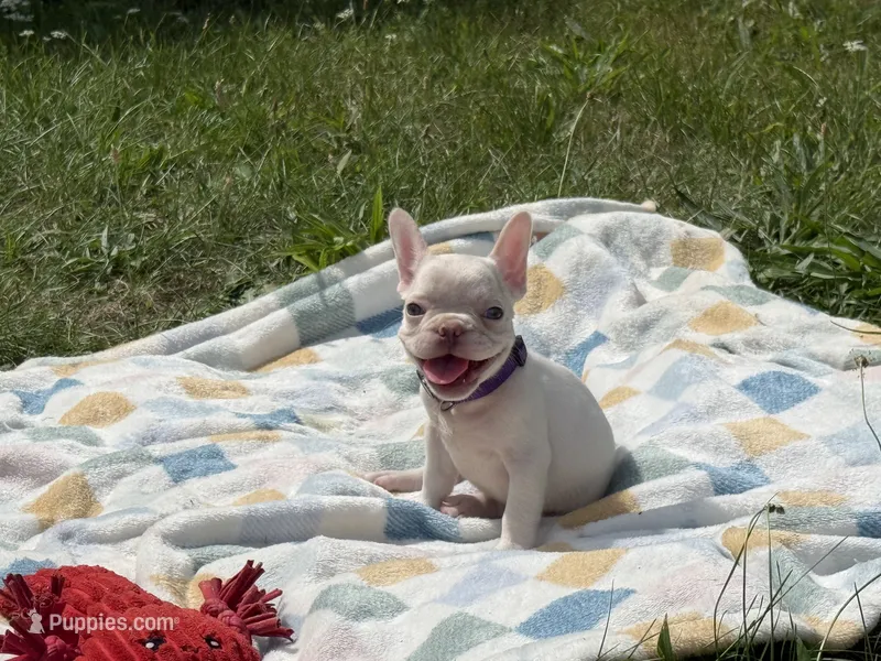 Dior – French Bulldog puppy for sale in Milwaukee, WI