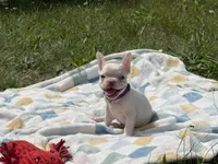 Dior, a female French Bulldog for sale in Milwaukee, WI – 1 of 5