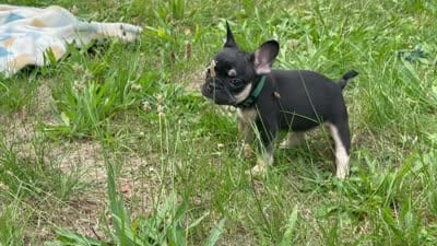 Prada, a female French Bulldog for sale in Milwaukee, WI – 4 of 4