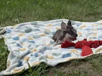 Versace, a male French Bulldog for sale in Milwaukee, WI – 2 of 4