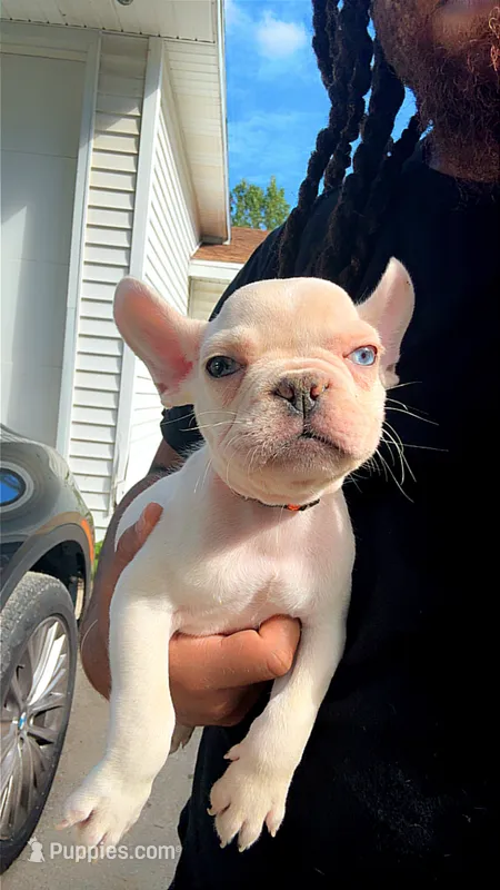Armani (fluffy carrier) – French Bulldog puppy for sale in Milwaukee, WI
