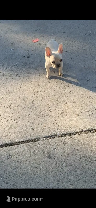 Gucci – French Bulldog puppy for sale in Milwaukee, WI