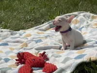 Dior, a female French Bulldog for sale in Milwaukee, WI – 2 of 5
